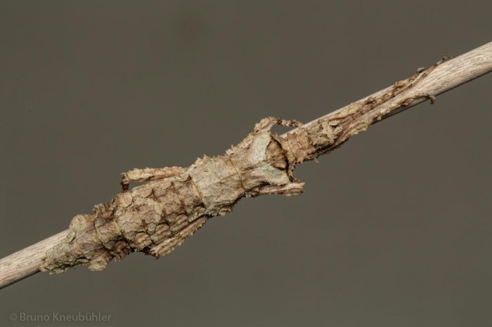 PSG 400 Hesperophasma sp. la cienaga adult female